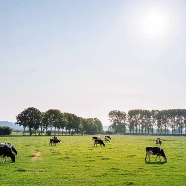 5 Facts About Dairy and the Environment